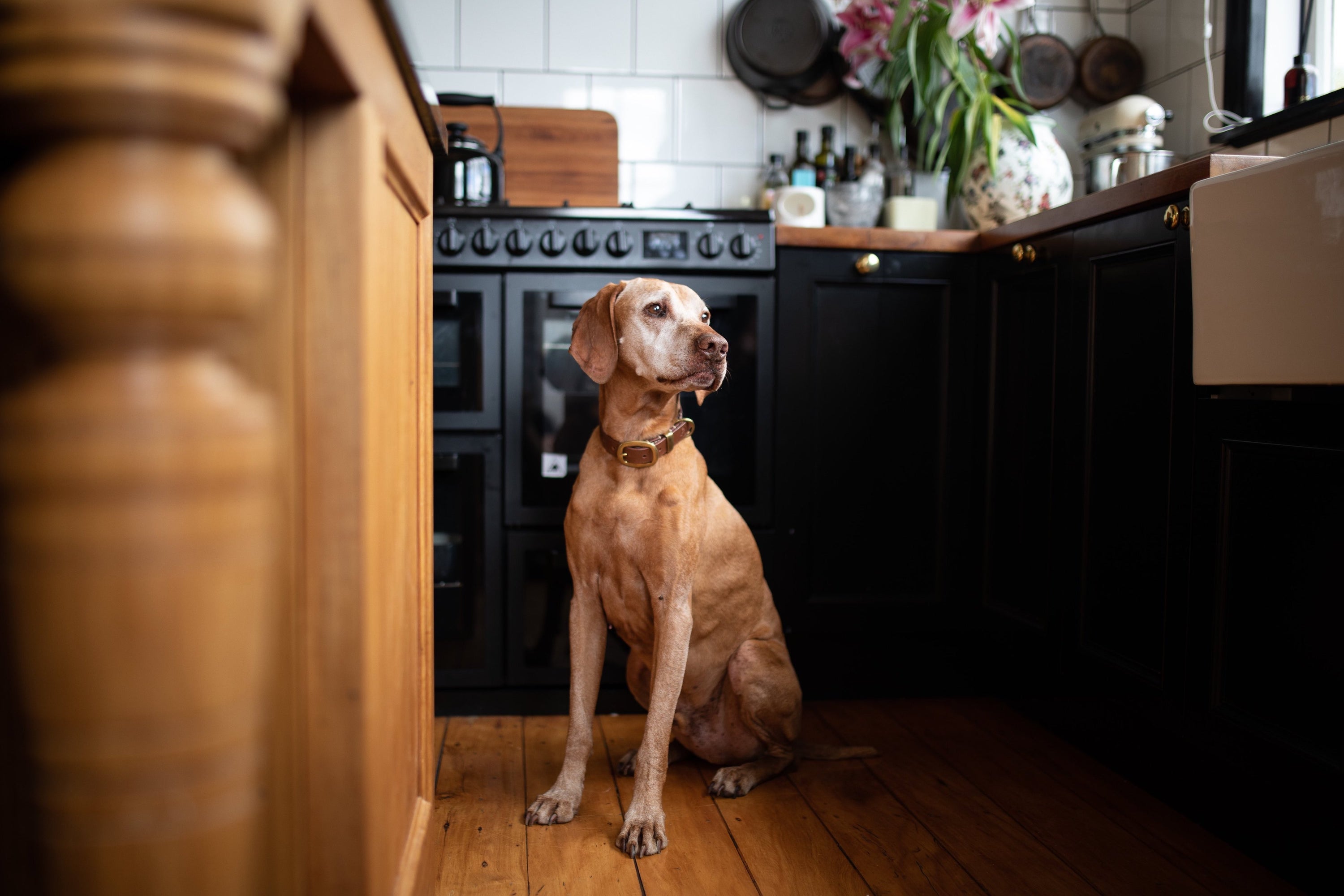 Classic Leather Dog Essentials